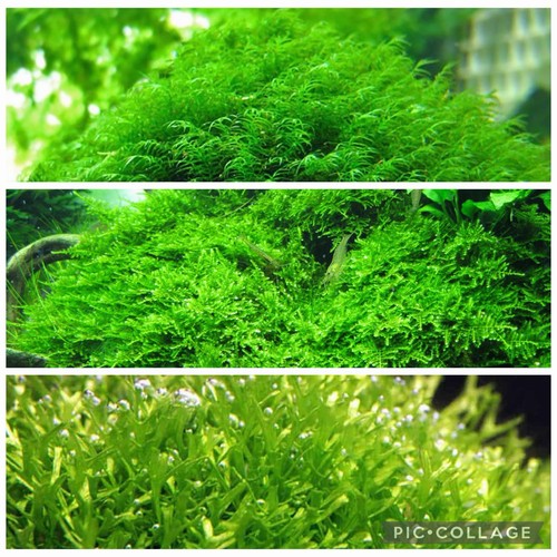 2x2 inch portions of - 3,