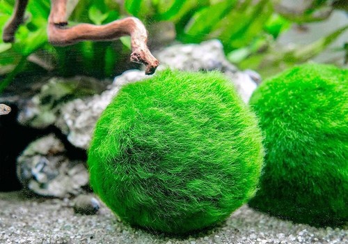 Inch marimo moss 3 balls - 1",